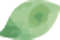 葉っぱ